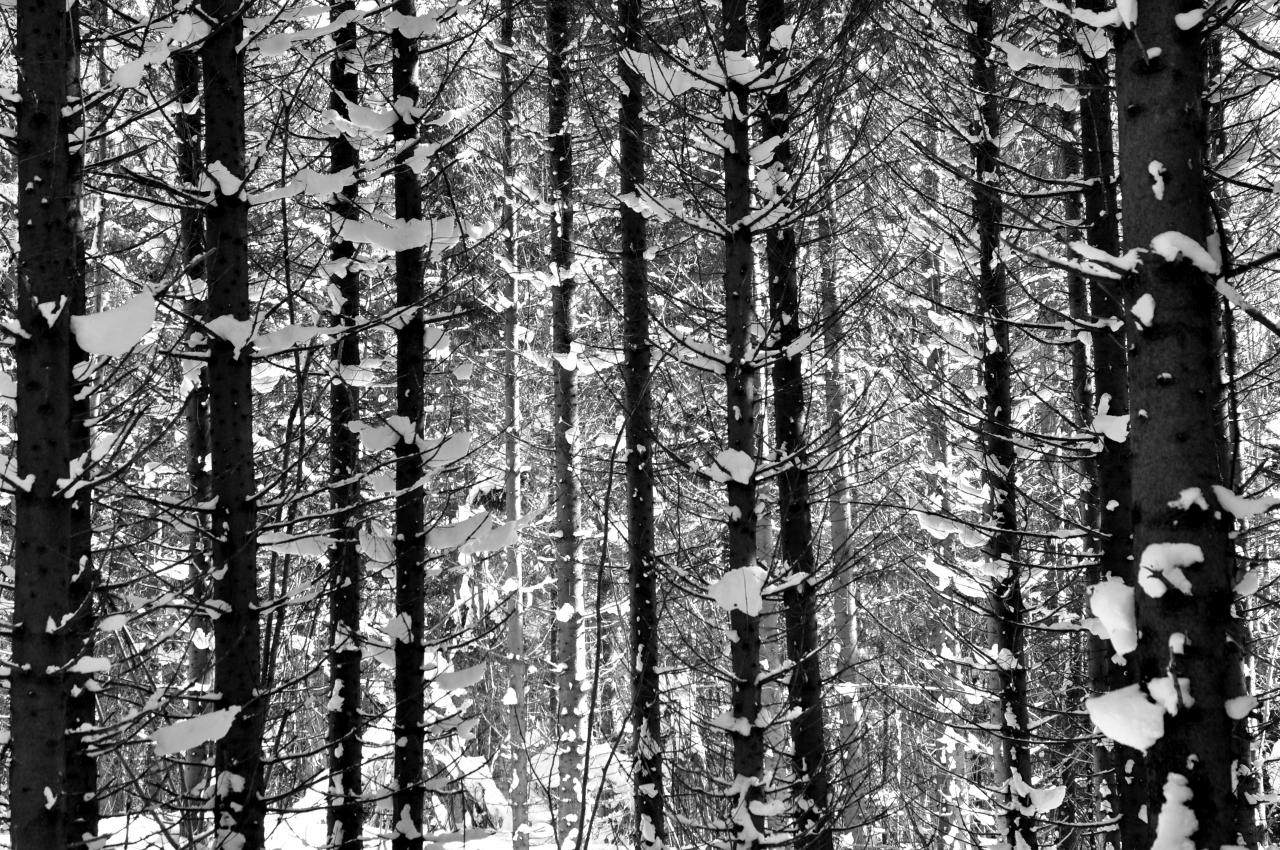 Sous bois à Charquemont - Doubs - Février 2013