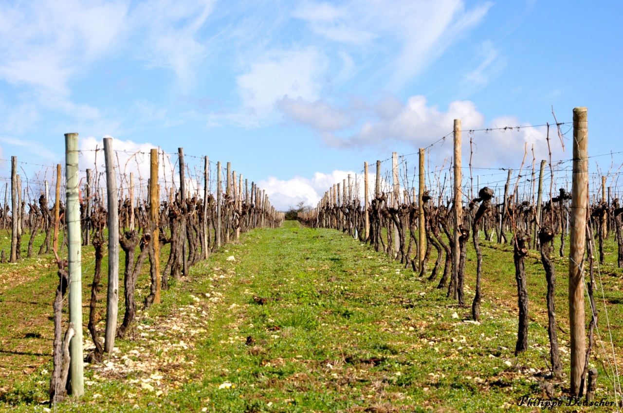 Vignes au printemps à Cognac - Charente - Mars 2011