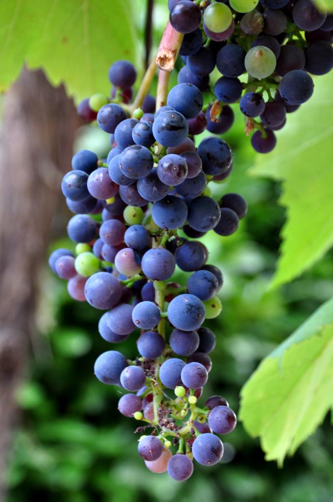 Grappe de raisin - Corrèze - Août 2013