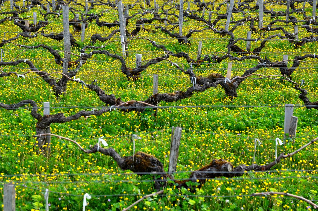 Vignes dans le Bordelais - Gironde - Avril 2013