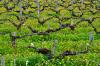 Vignes dans le Bordelais - Gironde - Avril 2013