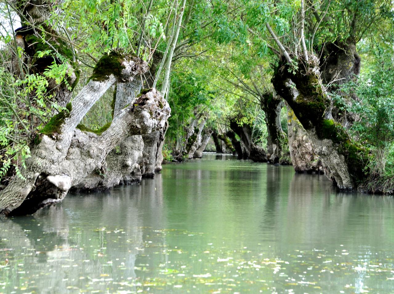 Marais poitevin à Maillezais - Vendée - Octobre 2013