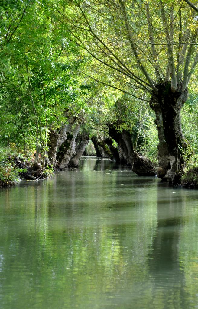 Marais poitevin à Maillezais - Vendée - Octobre 2013