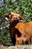 Vache corse dans les gorges de l'Asco - Haute Corse - Août 2013