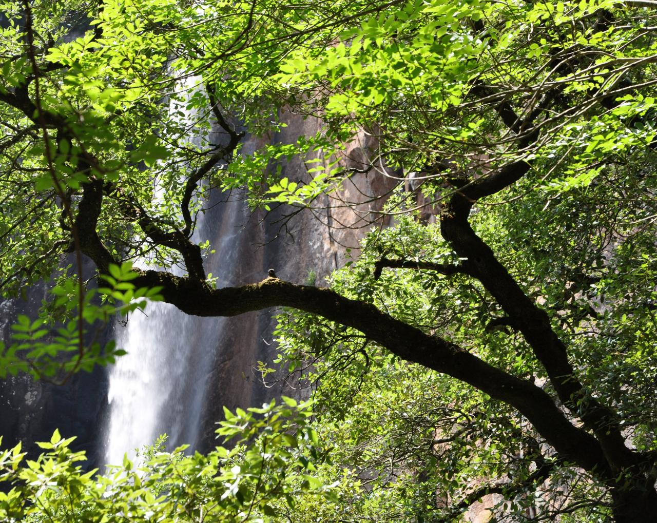 Cascade du Piscione - Alta Rocca - Corse du sud - Août 2014