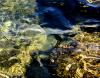 Reflets d'eau à Bastia - Haute Corse - Août 2014