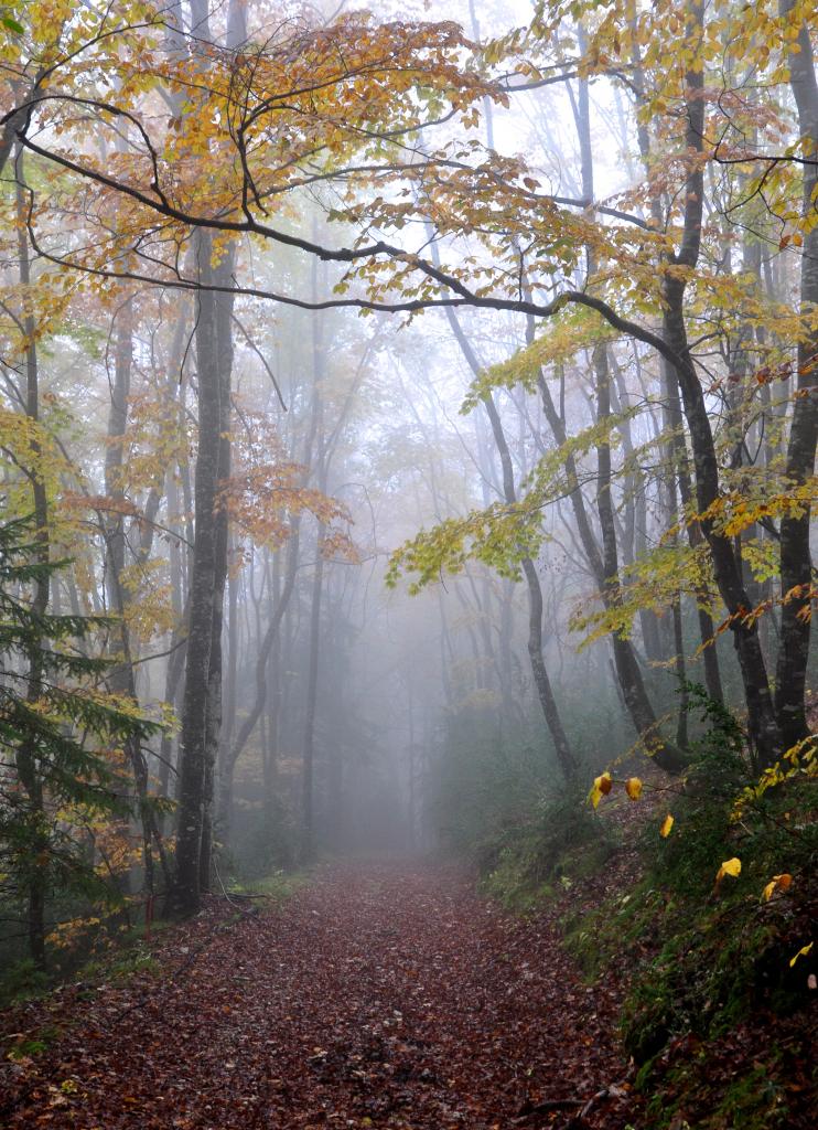 Forêt de Cinquetral - Jura - Octobre 2016