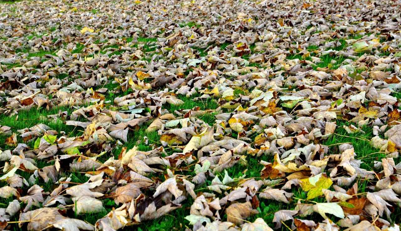 Parterre de feuilles d'automne à Maillezais - Vendée - Octobre 2013