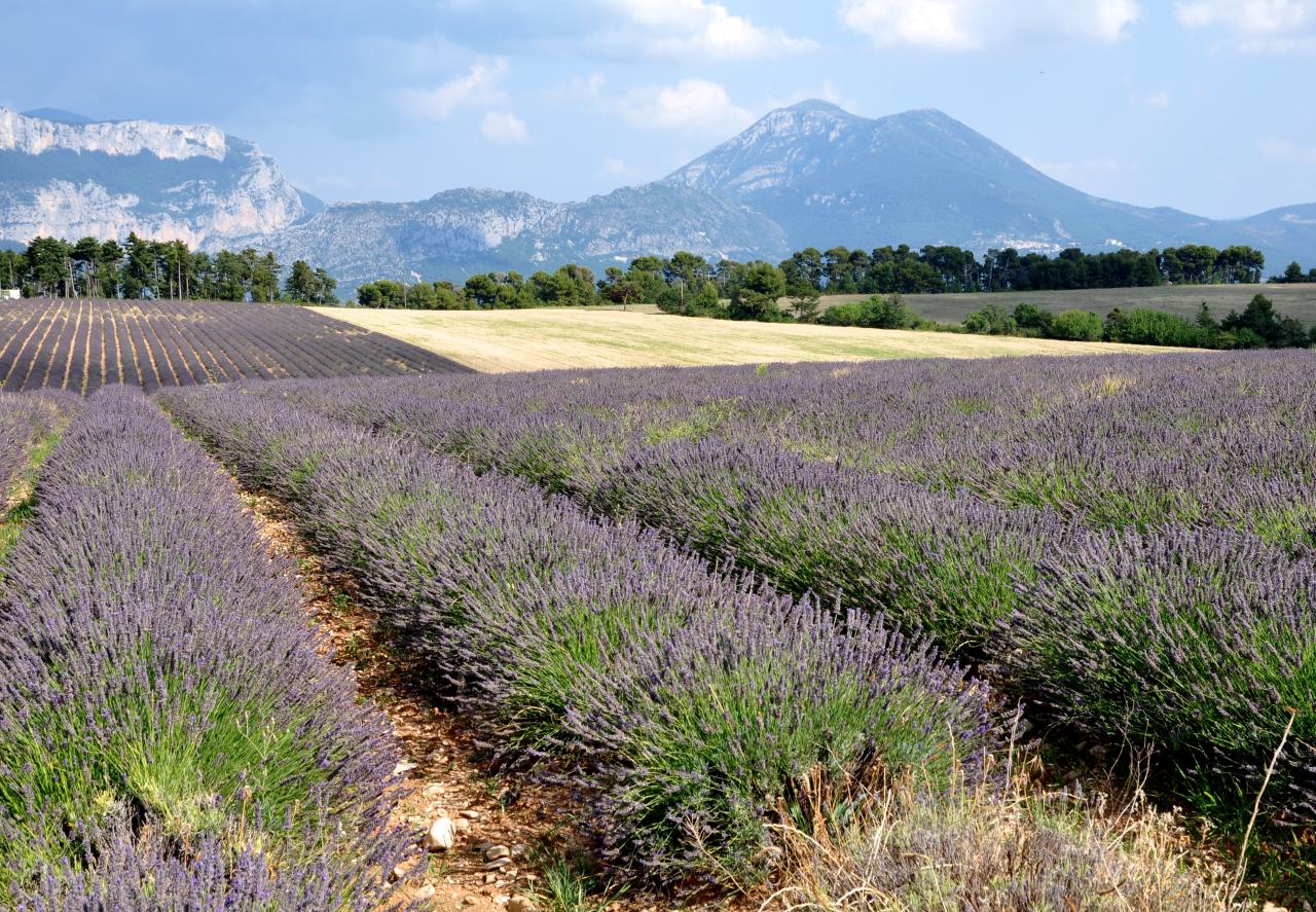 Plateau de Valensole - Alpes de Haute Provence - Juillet 2015