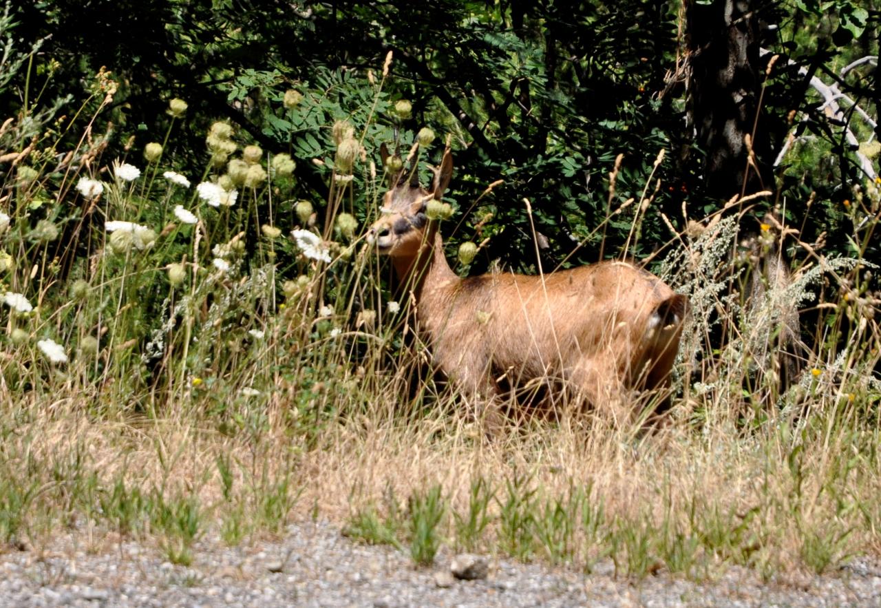 Chamois dans les Alpes maritimes - Juillet 2015