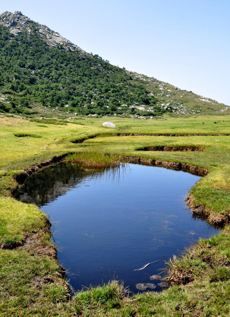 Plateau du Coscione - Alta Rocca - Corse du sud - Août 2014