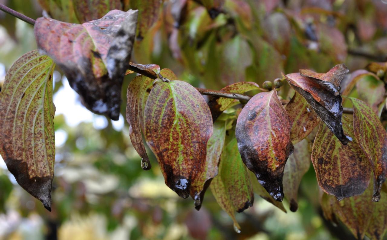 Jardin médiéval en Charente - Octobre 2013