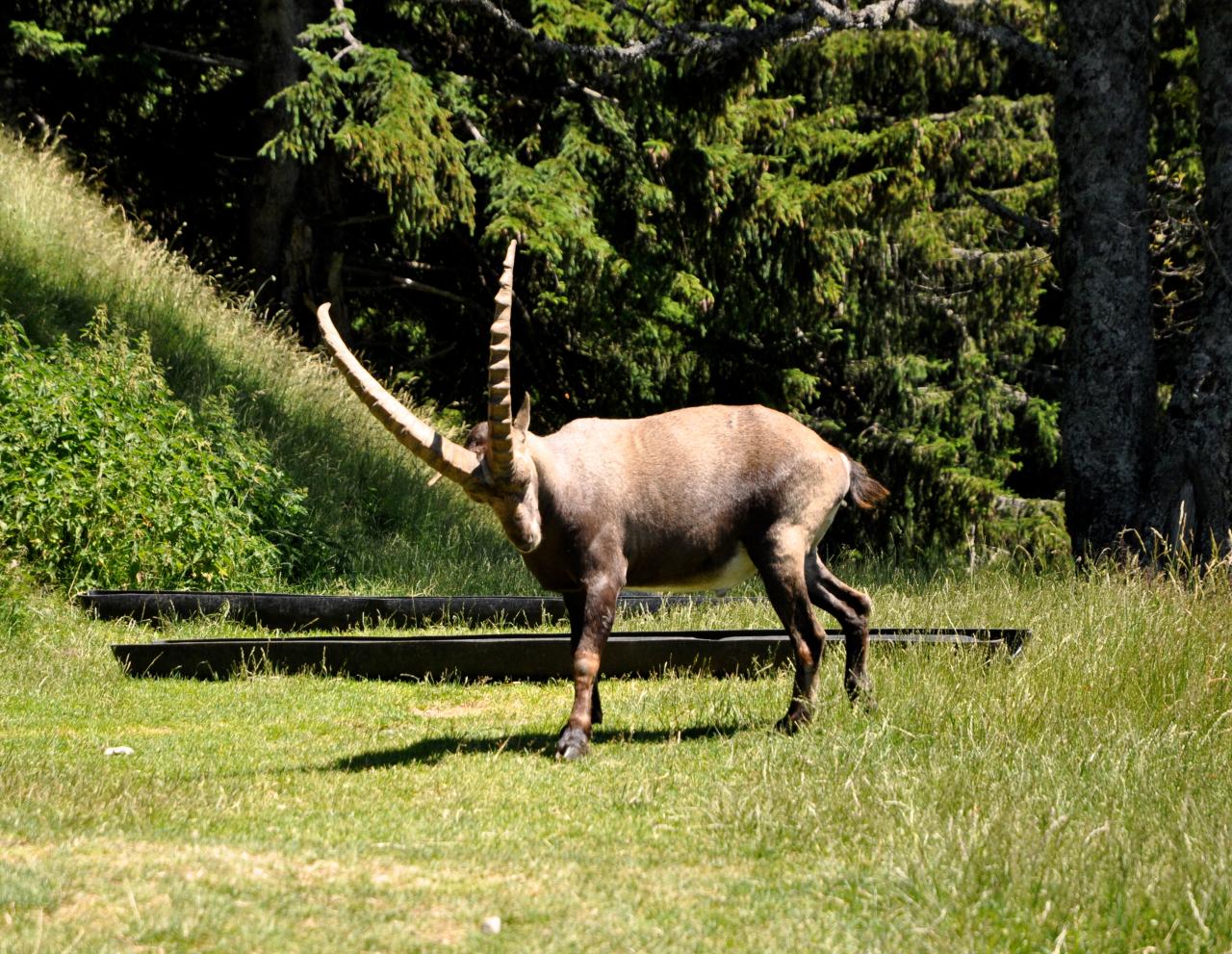 Parc de Merlet - Haute-Savoie - Juillet 2016