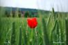 Coquelicot dans un champ à Mathay - Doubs - Mai 2009