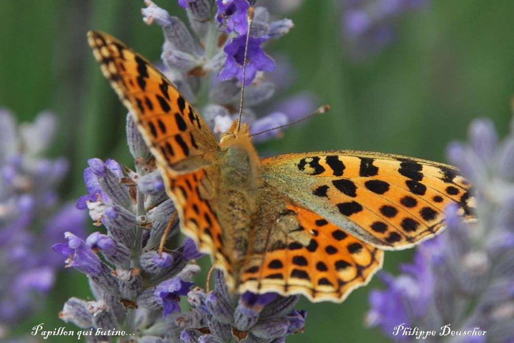 Papillon qui butine - Doubs - Juillet 2009