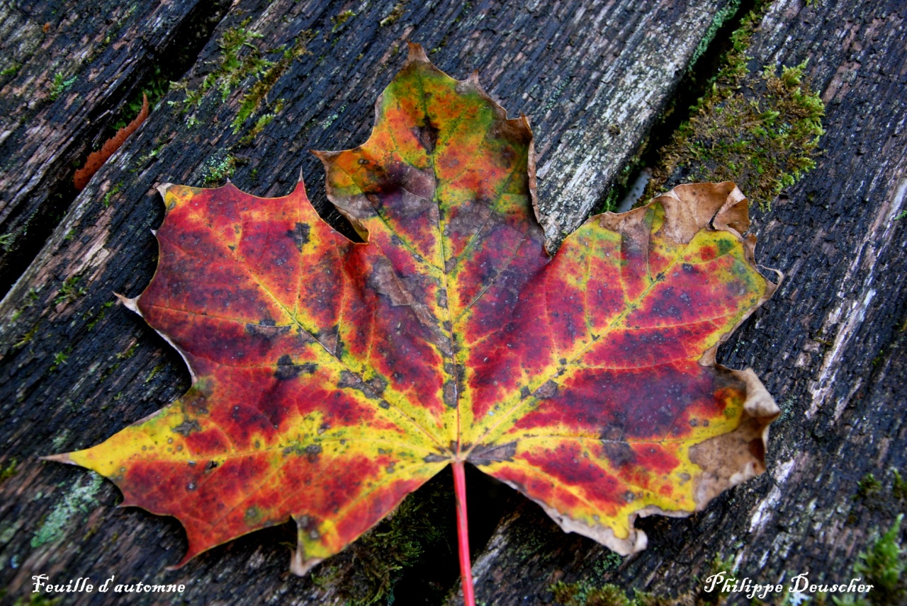 Feuille d'automne à Colombier Fontaine - Doubs - Octobre 2009